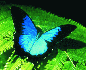 Australian Butterfly Sanctuary - Accommodation Hamilton Island